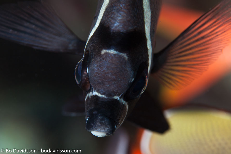 BD-150421-Maldives-7590-Chaetodon-collare.-Bloch.-1787-[Redtail-butterflyfish].jpg
